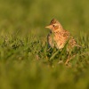 Skrivan polni - Alauda arvensis - Sky Lark 0647